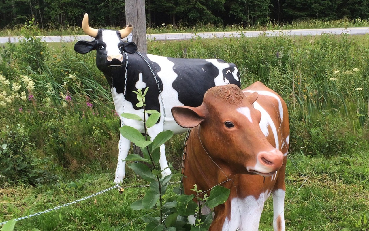 Kasvihuoneilmiön "lehmät" tervehtivät tulijoita Vanhan Turuntien varressa