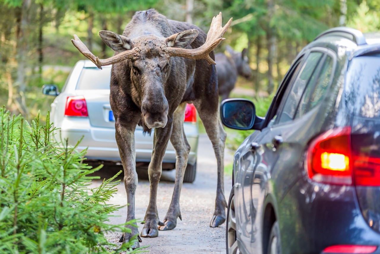 Hirvi autojen välissä